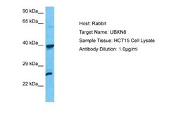 UBXN8 Rabbit anti-Human, Polyclonal, Novus Biologicals 0.1 mL | Buy Online | Novus Biologicals | Fisher Scientific